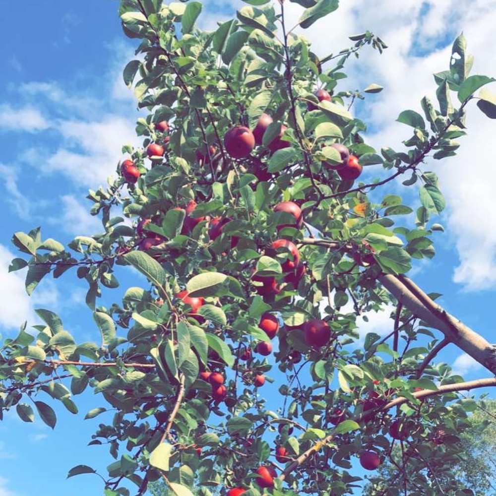 Meet your Posher, Allie